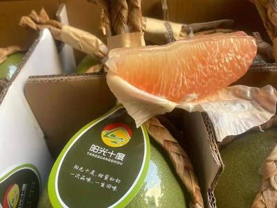 廣西憑祥泰國青皮紅心柚 高性價(jià)比的優(yōu)質(zhì)果品批發(fā)選擇