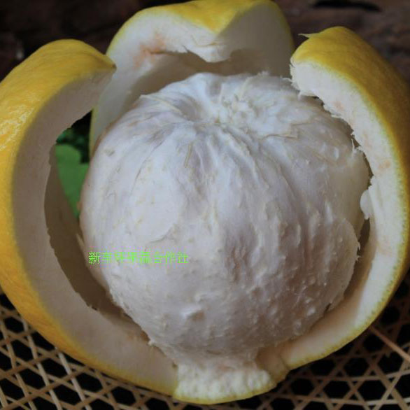 平樂沙田柚 源自桂林的甜蜜饋贈(zèng)，新車坪合作社直供優(yōu)質(zhì)農(nóng)產(chǎn)品