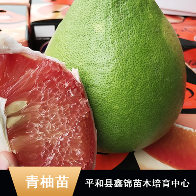 東南亞特色柚子苗木批發(fā)指南 純正馬來西亞青柚苗、無籽雞尾青柚苗、泰國紅寶石柚子苗及水晶青柚苗價(jià)格解析