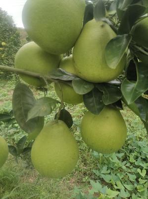 湖南懷化芷江小香柚 質(zhì)優(yōu)價(jià)廉，批發(fā)市場(chǎng)新寵