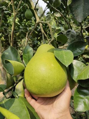 湖南懷化洪江雪峰柚，現(xiàn)摘直發(fā)，開啟您的優(yōu)質(zhì)柚果批發(fā)之旅
