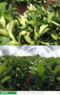 福建省漳州市優(yōu)質(zhì)柚子苗批發(fā)供應(yīng)，源頭廠家直供，價(jià)格優(yōu)勢(shì)顯著