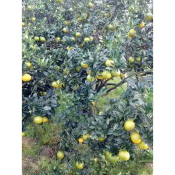 柚子與桔柚市場(chǎng)概覽 批發(fā)供應(yīng)、價(jià)格行情與采購平臺(tái)指南