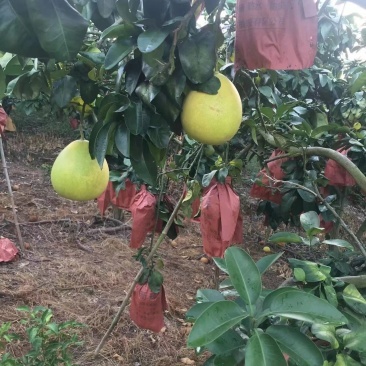 廣西田林紅心柚迎豐收季，質(zhì)優(yōu)價(jià)美引客商