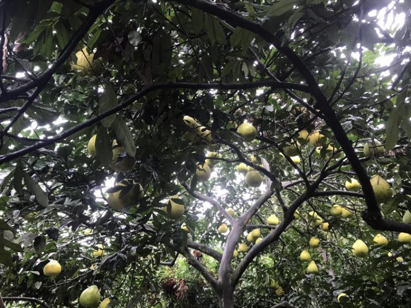 瀘州合江甜柚，沙田柚產(chǎn)地直供，質(zhì)優(yōu)價(jià)廉的批發(fā)選擇