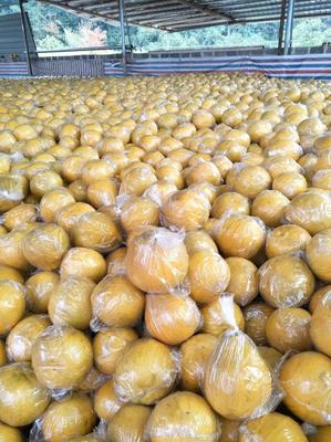 江永香柚 百年傳承的“柚”惑，一塊八的田園經濟新活力