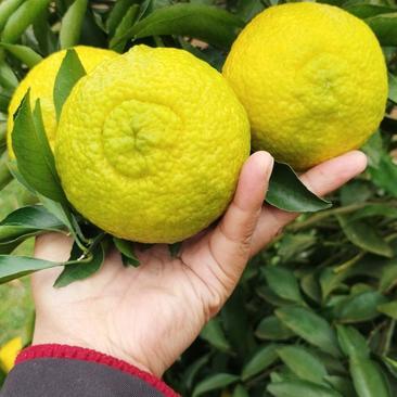黃金貢柚產地直供 湖南懷化芷江2.80元/斤的甜蜜商機